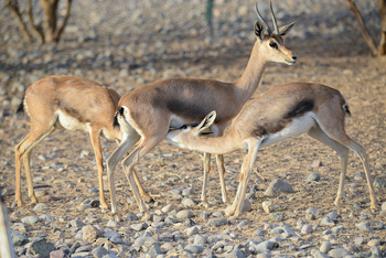 Parc naturel d\'Al Saleel