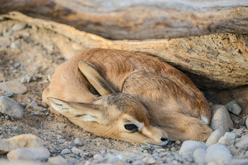 Al Saleel Natural Park Reserve