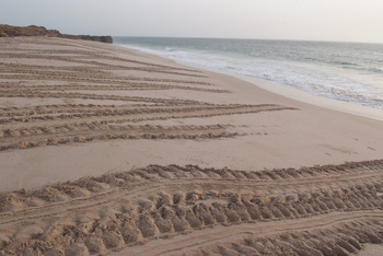 Turtle Reserve in South Al Sharqiyah Governorate