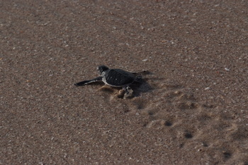 Turtle Reserve in South Al Sharqiyah Governorate