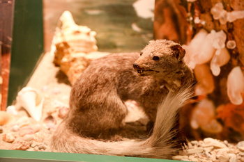 Musée d’Histoire naturelle