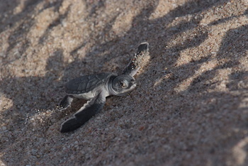Turtle Reserve in South Al Sharqiyah Governorate