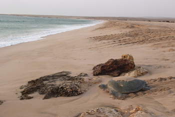 Réserve des tortues dans le gouvernorat d’Al Sharqiya Sud, Ras Al Hadd