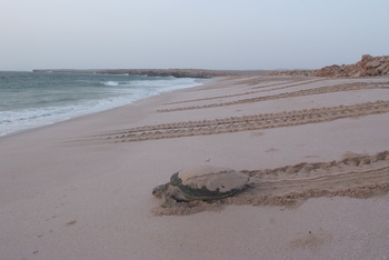 Turtle Reserve in South Al Sharqiyah Governorate