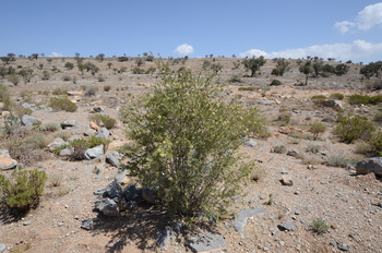 محمية الجبل الاخضر للمناظر الطبيعية