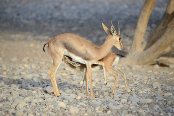 Al Saleel Natural Park Reserve