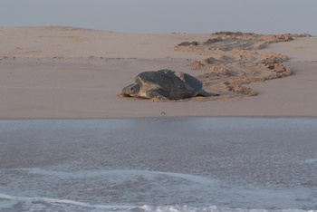 Réserve des tortues dans le gouvernorat d’Al Sharqiya Sud, Ras Al Hadd