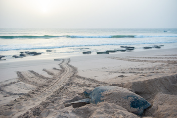 Turtle Reserve in South Al Sharqiyah Governorate