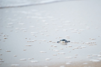 Réserve des tortues dans le gouvernorat d’Al Sharqiya Sud, Ras Al Hadd