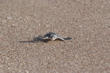 Réserve des tortues dans le gouvernorat d’Al Sharqiya Sud, Ras Al Hadd