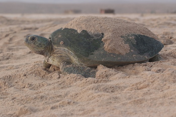 Turtle Reserve in South Al Sharqiyah Governorate