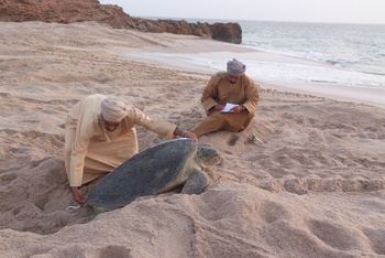 Réserve des tortues dans le gouvernorat d’Al Sharqiya Sud, Ras Al Hadd