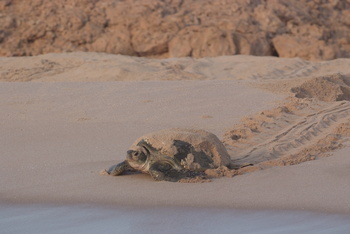 Turtle Reserve in South Al Sharqiyah Governorate