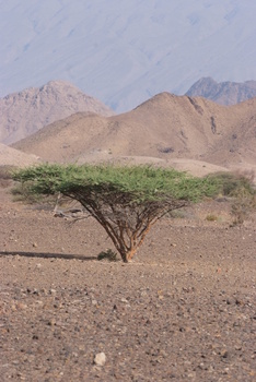 Al Saleel Natural Park Reserve