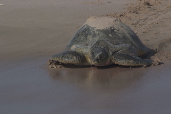 Turtle Reserve in South Al Sharqiyah Governorate