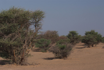 Parc naturel d\'Al Saleel