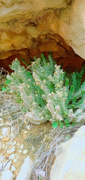 محمية السرين الطبيعية