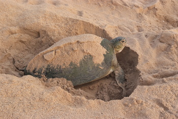 Turtle Reserve in South Al Sharqiyah Governorate