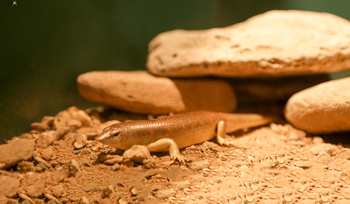 Musée d’Histoire naturelle
