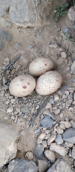 محمية السرين الطبيعية