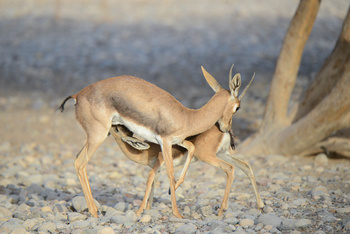 Parc naturel d\'Al Saleel