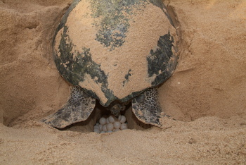 Réserve des tortues dans le gouvernorat d’Al Sharqiya Sud, Ras Al Hadd