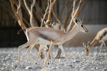 Parc naturel d\'Al Saleel