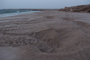 Turtle Reserve in South Al Sharqiyah Governorate