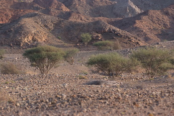 حديقة السليل الطبيعية