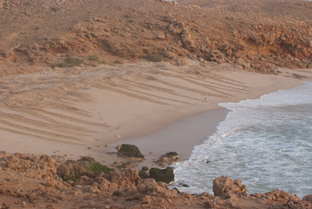 Réserve des tortues dans le gouvernorat d’Al Sharqiya Sud, Ras Al Hadd