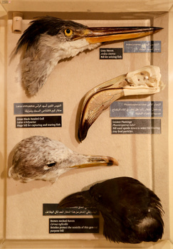 Musée d’Histoire naturelle