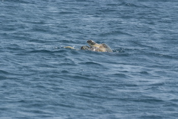 Réserve des tortues dans le gouvernorat d’Al Sharqiya Sud, Ras Al Hadd