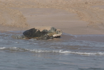 Turtle Reserve in South Al Sharqiyah Governorate