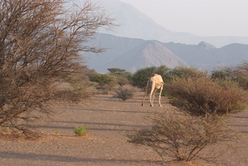 Al Saleel Natural Park Reserve