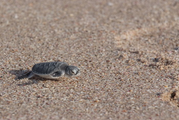 Réserve des tortues dans le gouvernorat d’Al Sharqiya Sud, Ras Al Hadd