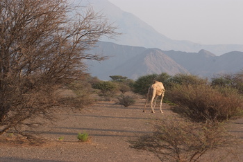 Naturschutzgebiet Al Saleel – Gouvernement Al Sharqiyah Süd