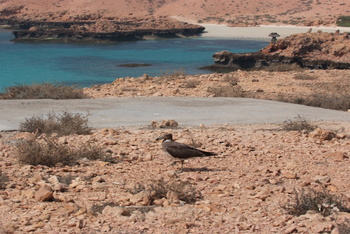 Naturreservat Daymaniyat Inseln