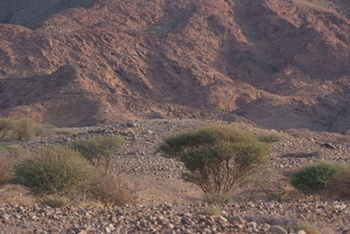 Reserva Natural de Al Saleel