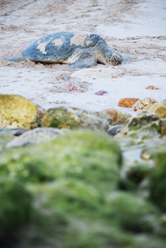 Reserva de las Tortugas en la Gobernación de Al Sharqiyah del Sur – Ras Al Hadd