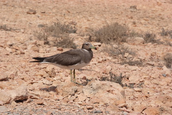 Réserve naturelle des îles Dimaniyat