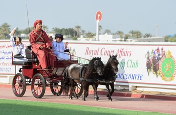 Caballos y Camellos