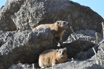 Die Tierwelt im Sultanat Oman