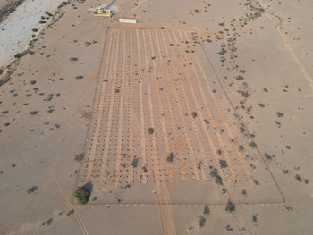 Naturschutzgebiet Ras Al Shajar – Qurayyat