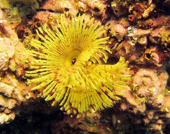 Die Tierwelt im Sultanat Oman