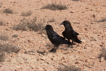 Naturreservat Daymaniyat Inseln
