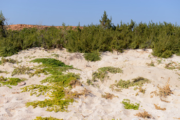 Naturreservat Daymaniyat Inseln