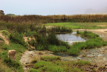 Naturreservat Khor Al Mughsail
