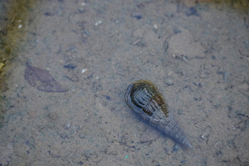 Naturreservat Al Qurm 