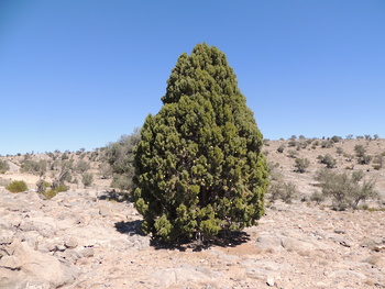 Naturschutzgebiet Al Jabal Al Akhdar für Landschaften