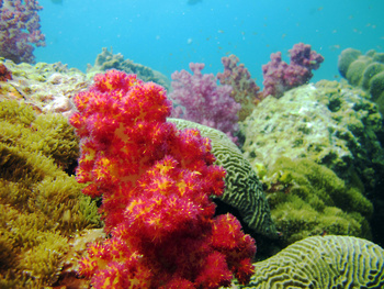 Die Tierwelt im Sultanat Oman